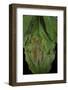 Rhacophorus Prominanus (Malayan Flying Frog)-Paul Starosta-Framed Photographic Print