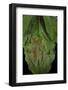 Rhacophorus Prominanus (Malayan Flying Frog)-Paul Starosta-Framed Photographic Print