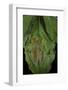 Rhacophorus Prominanus (Malayan Flying Frog)-Paul Starosta-Framed Photographic Print