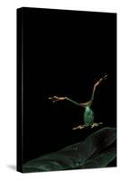 Rhacophorus Reinwardtii (Green Flying Frog) - Flying-Paul Starosta-Stretched Canvas