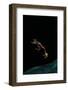 Rhacophorus Reinwardtii (Green Flying Frog) - Flying-Paul Starosta-Framed Photographic Print