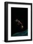 Rhacophorus Reinwardtii (Green Flying Frog) - Flying-Paul Starosta-Framed Photographic Print