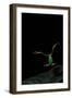 Rhacophorus Reinwardtii (Green Flying Frog) - Flying-Paul Starosta-Framed Photographic Print