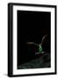 Rhacophorus Reinwardtii (Green Flying Frog) - Flying-Paul Starosta-Framed Photographic Print