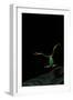 Rhacophorus Reinwardtii (Green Flying Frog) - Flying-Paul Starosta-Framed Photographic Print