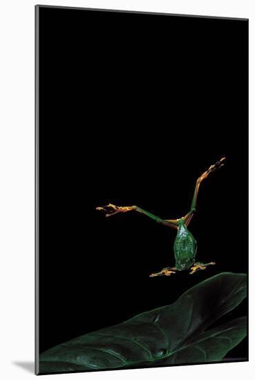 Rhacophorus Reinwardtii (Green Flying Frog) - Flying-Paul Starosta-Mounted Photographic Print