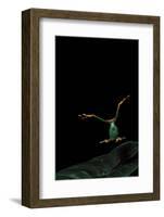 Rhacophorus Reinwardtii (Green Flying Frog) - Flying-Paul Starosta-Framed Photographic Print