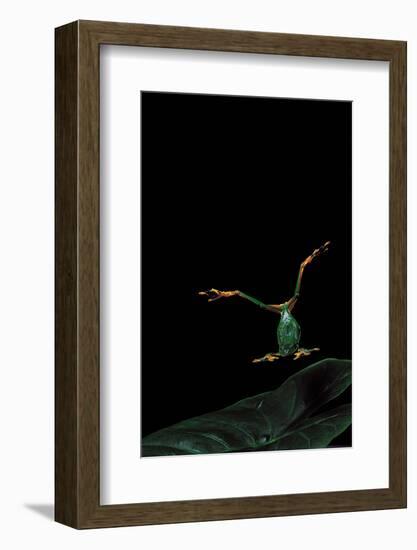 Rhacophorus Reinwardtii (Green Flying Frog) - Flying-Paul Starosta-Framed Photographic Print