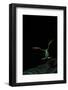 Rhacophorus Reinwardtii (Green Flying Frog) - Flying-Paul Starosta-Framed Photographic Print