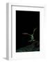 Rhacophorus Reinwardtii (Green Flying Frog) - Flying-Paul Starosta-Framed Photographic Print