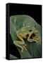 Rhacophorus Reinwardtii (Green Flying Frog)-Paul Starosta-Framed Stretched Canvas