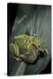 Rhacophorus Reinwardtii (Green Flying Frog)-Paul Starosta-Stretched Canvas