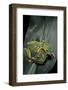 Rhacophorus Reinwardtii (Green Flying Frog)-Paul Starosta-Framed Photographic Print