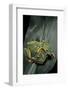 Rhacophorus Reinwardtii (Green Flying Frog)-Paul Starosta-Framed Photographic Print