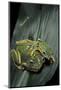 Rhacophorus Reinwardtii (Green Flying Frog)-Paul Starosta-Mounted Photographic Print