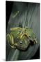 Rhacophorus Reinwardtii (Green Flying Frog)-Paul Starosta-Mounted Photographic Print