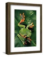 Rhacophorus Reinwardtii (Green Flying Frog)-Paul Starosta-Framed Photographic Print