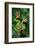 Rhacophorus Reinwardtii (Green Flying Frog)-Paul Starosta-Framed Photographic Print