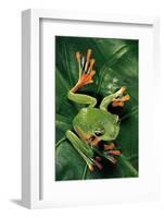 Rhacophorus Reinwardtii (Green Flying Frog)-Paul Starosta-Framed Photographic Print