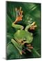 Rhacophorus Reinwardtii (Green Flying Frog)-Paul Starosta-Mounted Photographic Print