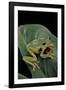 Rhacophorus Reinwardtii (Green Flying Frog)-Paul Starosta-Framed Photographic Print