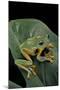 Rhacophorus Reinwardtii (Green Flying Frog)-Paul Starosta-Mounted Photographic Print