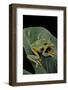 Rhacophorus Reinwardtii (Green Flying Frog)-Paul Starosta-Framed Photographic Print