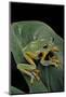 Rhacophorus Reinwardtii (Green Flying Frog)-Paul Starosta-Mounted Photographic Print