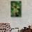 Rhacophorus Reinwardtii (Green Flying Frog)-Paul Starosta-Stretched Canvas displayed on a wall