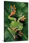 Rhacophorus Reinwardtii (Green Flying Frog)-Paul Starosta-Stretched Canvas