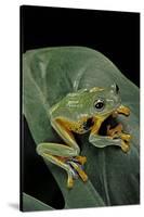 Rhacophorus Reinwardtii (Green Flying Frog)-Paul Starosta-Stretched Canvas