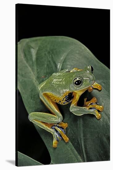 Rhacophorus Reinwardtii (Green Flying Frog)-Paul Starosta-Stretched Canvas