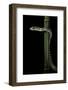 Rhamnophis (Trasops) Aethiopissa (Large-Eyed Green Treesnake)-Paul Starosta-Framed Photographic Print