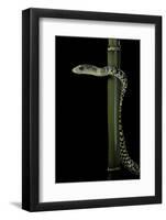 Rhamnophis (Trasops) Aethiopissa (Large-Eyed Green Treesnake)-Paul Starosta-Framed Photographic Print