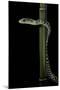 Rhamnophis (Trasops) Aethiopissa (Large-Eyed Green Treesnake)-Paul Starosta-Mounted Photographic Print