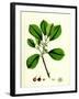 Rhamnus Frangula Berry-Bearing Alder-null-Framed Giclee Print