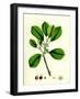 Rhamnus Frangula Berry-Bearing Alder-null-Framed Giclee Print