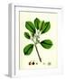 Rhamnus Frangula Berry-Bearing Alder-null-Framed Giclee Print