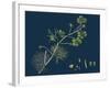 Rhamnus Frangula; Berry-Bearing Alder-null-Framed Giclee Print