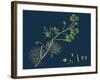 Rhamnus Frangula; Berry-Bearing Alder-null-Framed Giclee Print