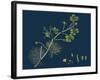 Rhamnus Frangula; Berry-Bearing Alder-null-Framed Giclee Print