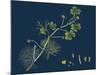 Rhamnus Frangula; Berry-Bearing Alder-null-Mounted Giclee Print