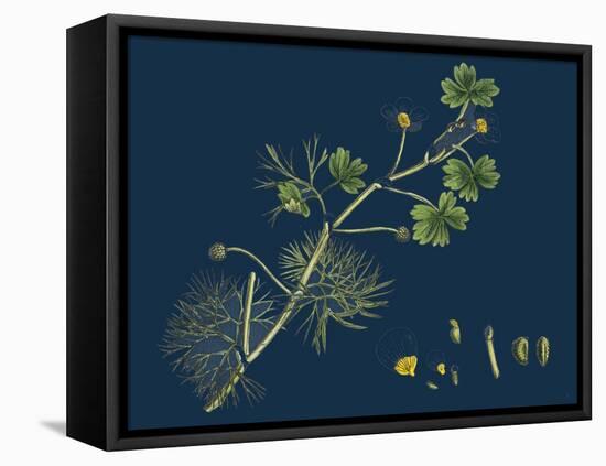 Rhamnus Frangula; Berry-Bearing Alder-null-Framed Stretched Canvas