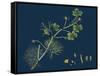 Rhamnus Frangula; Berry-Bearing Alder-null-Framed Stretched Canvas