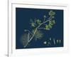 Rhamnus Frangula; Berry-Bearing Alder-null-Framed Giclee Print