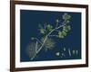 Rhamnus Frangula; Berry-Bearing Alder-null-Framed Giclee Print