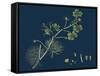 Rhamnus Frangula; Berry-Bearing Alder-null-Framed Stretched Canvas