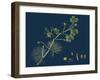 Rhamnus Frangula; Berry-Bearing Alder-null-Framed Giclee Print