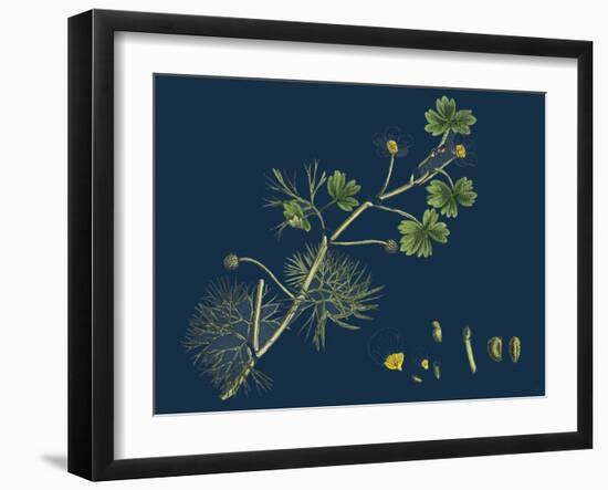 Rhamnus Frangula; Berry-Bearing Alder-null-Framed Giclee Print