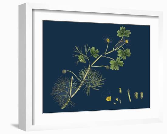 Rhamnus Frangula; Berry-Bearing Alder-null-Framed Giclee Print